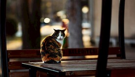 猫