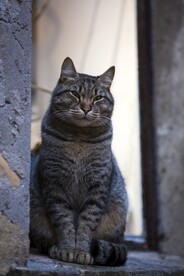 猫