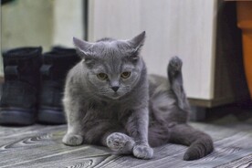 猫
