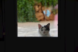 猫