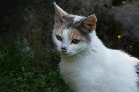 猫