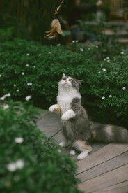 猫