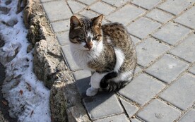 猫