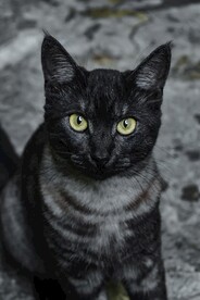 猫