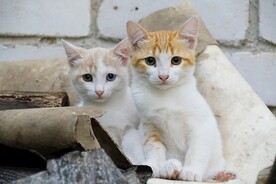 猫