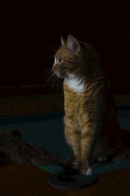 猫