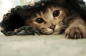 猫