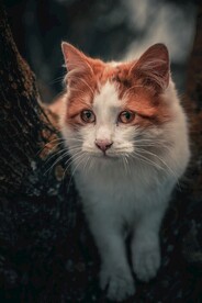猫