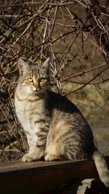 猫