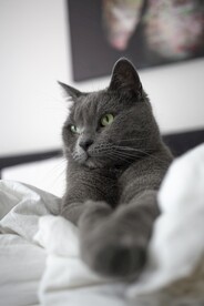 猫