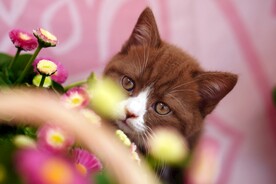 猫