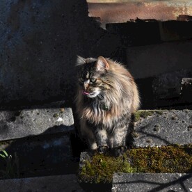 猫