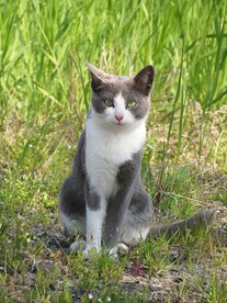 猫