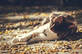 猫
