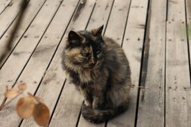 猫