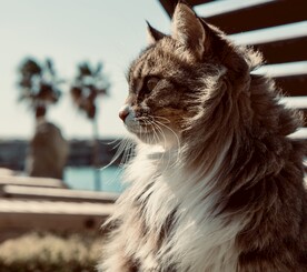 猫