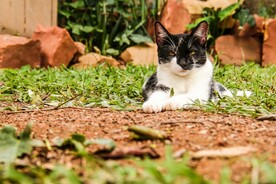 猫