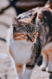 猫