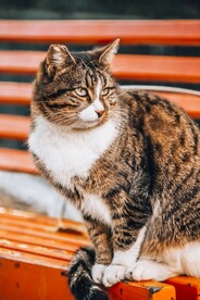 猫