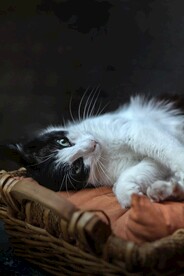 猫
