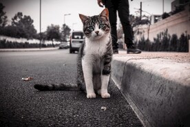 猫