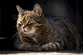 猫