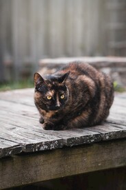 猫