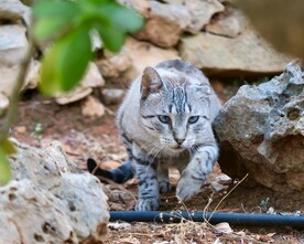 猫