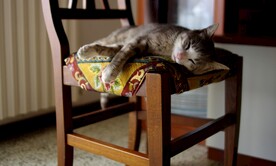 猫