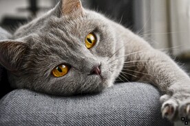 猫