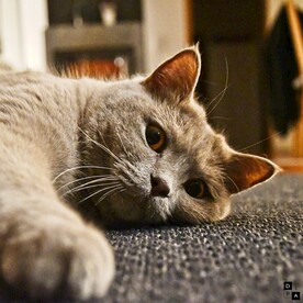 猫