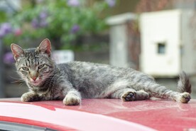 猫