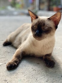 猫