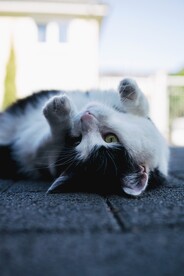 猫