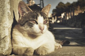 猫