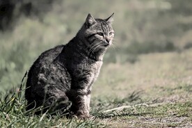 猫