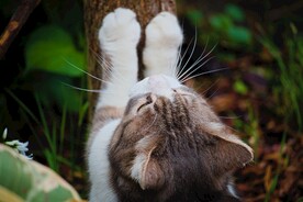 猫