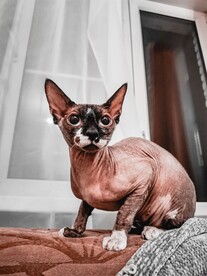 无毛猫
