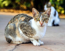 猫