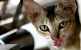 猫