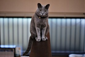 猫