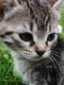 猫