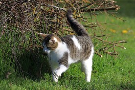 猫