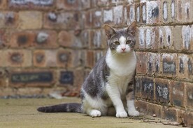 猫