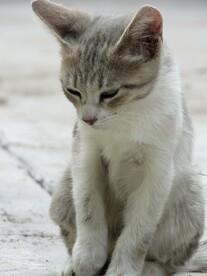 猫