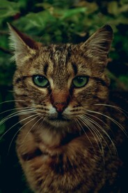 猫