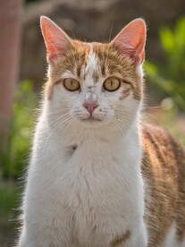 猫