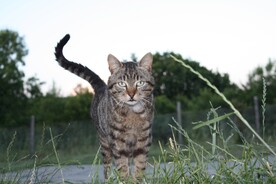 猫