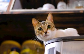 猫