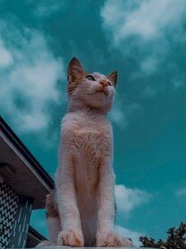 猫